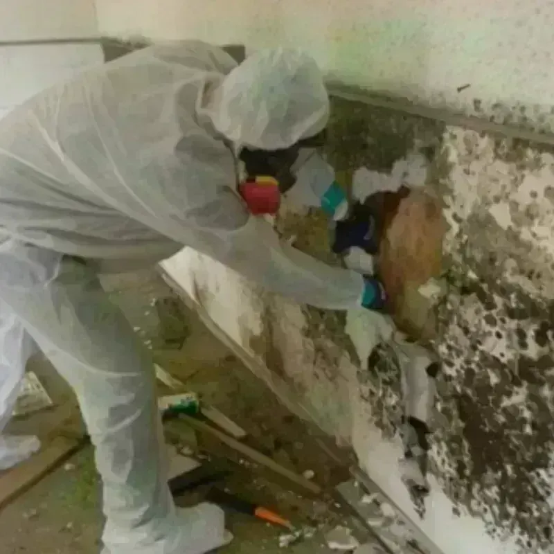 Mold Remediation and Removal in Cherry County, NE